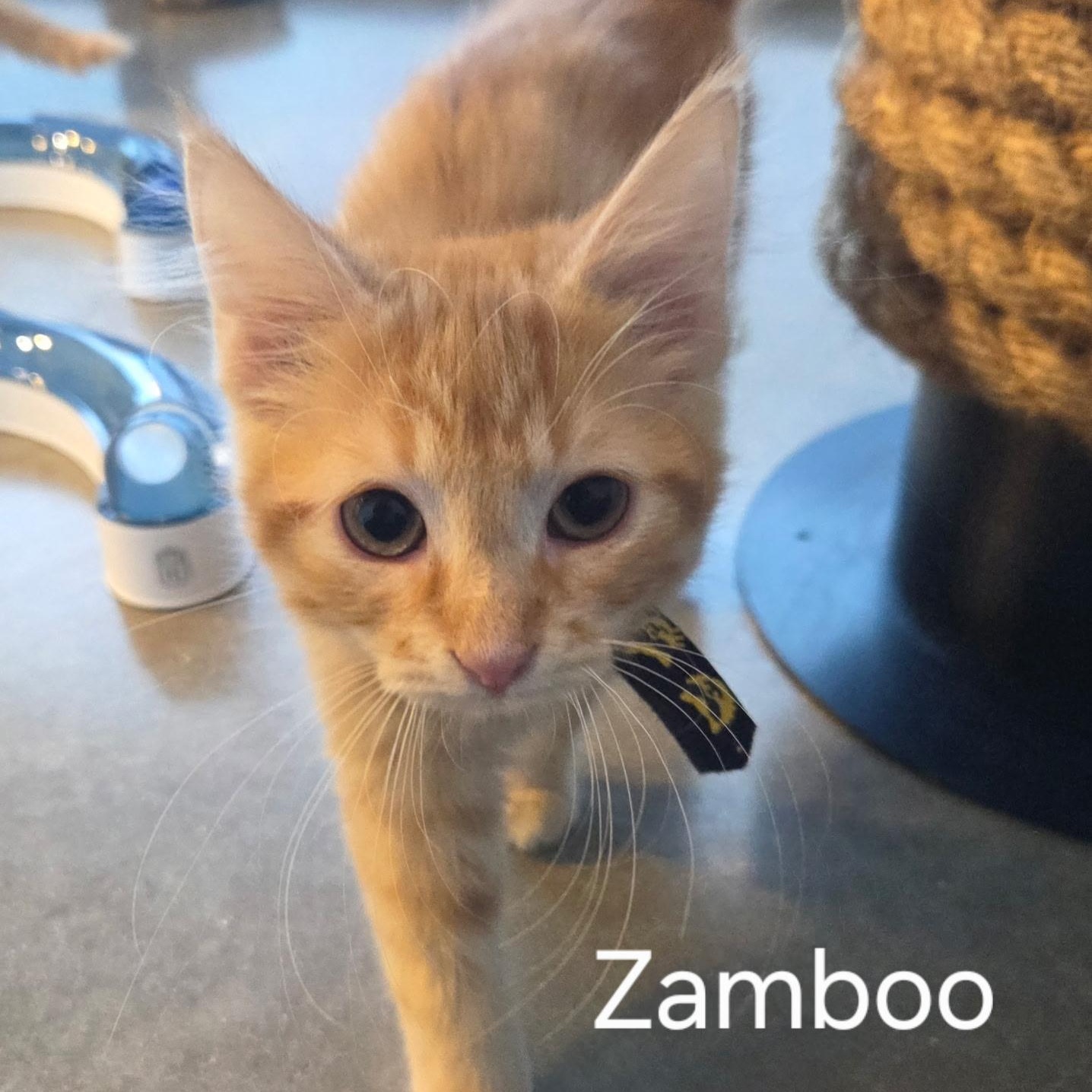 Enlarge Zamboo, an adopted Domestic Short Hair in Austin, TX image 2/3