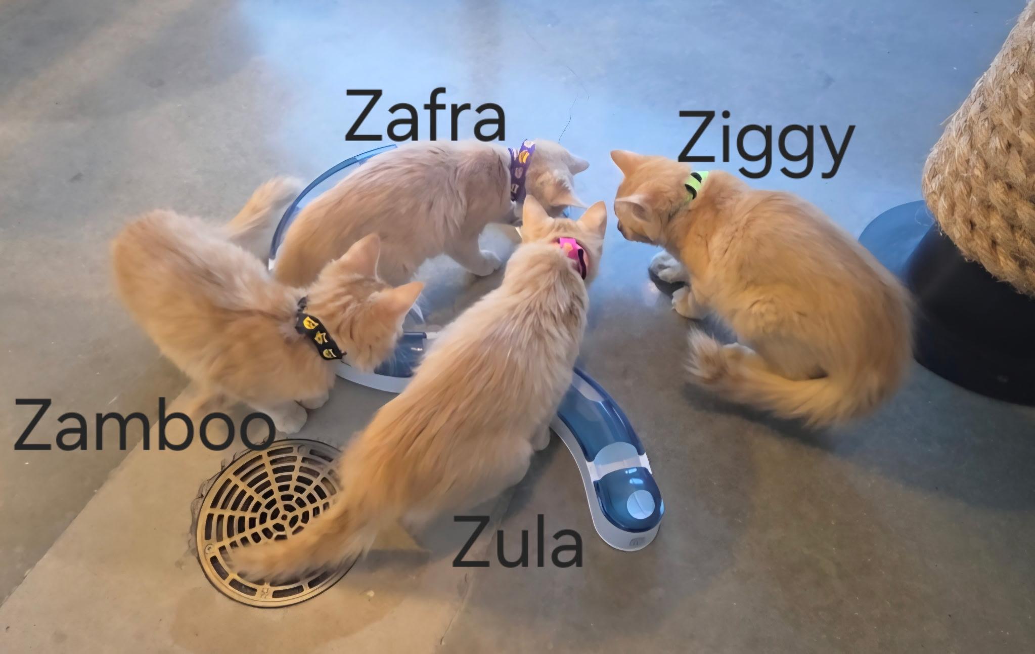 Enlarge Zamboo, an adopted Domestic Short Hair in Austin, TX image 3/3