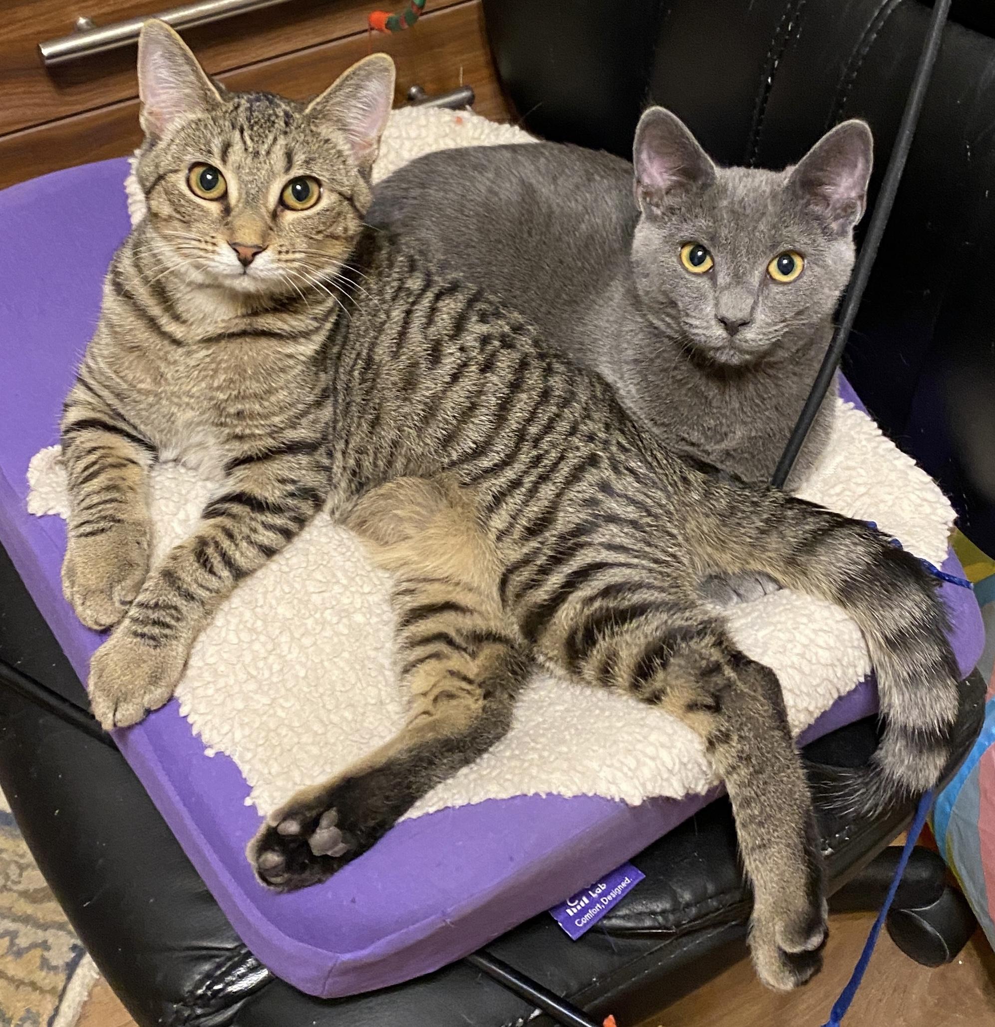 Rosalind thumbnail 2