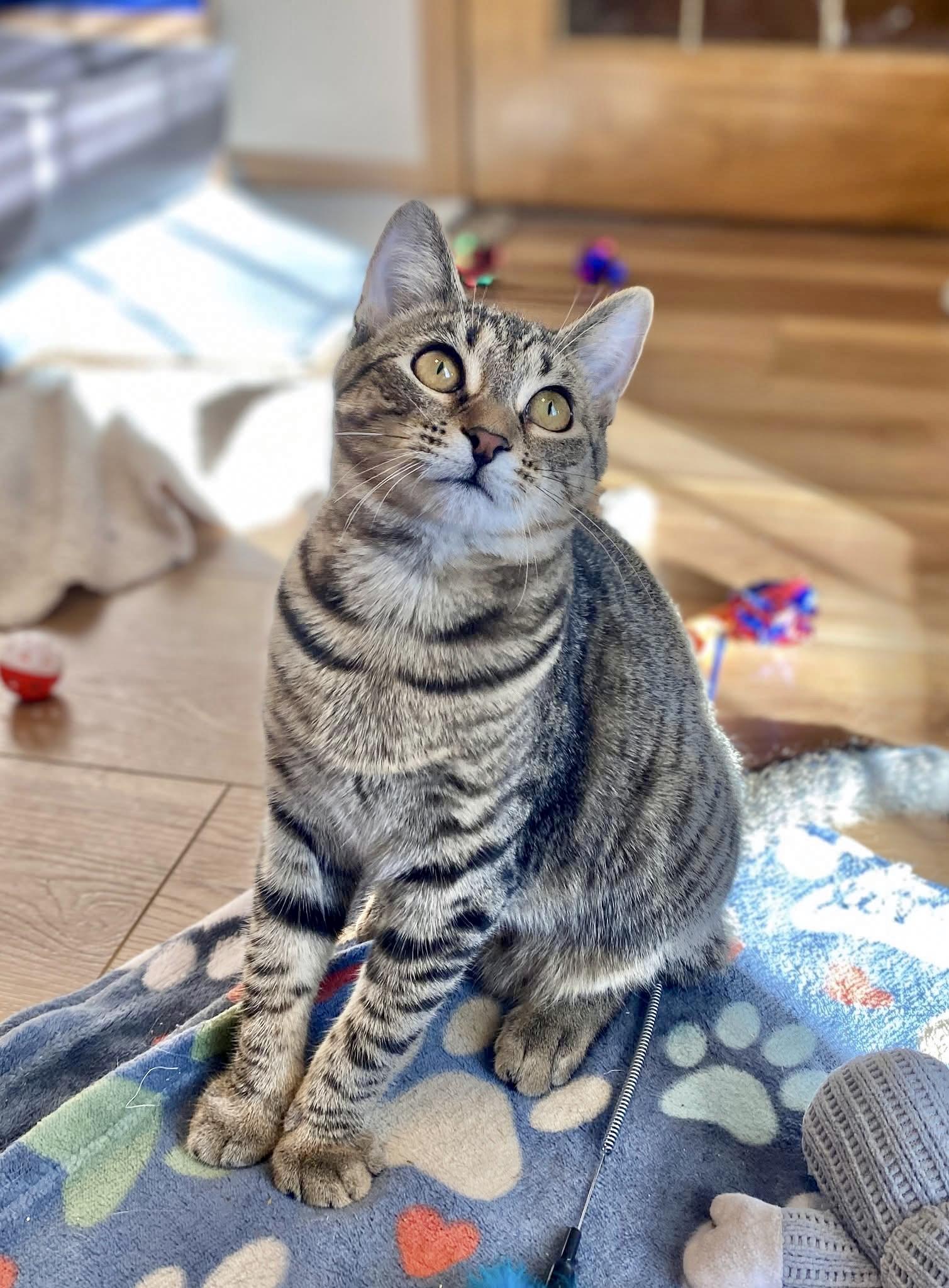 Rosalind, Adoptable, Kitten Female Tabby.