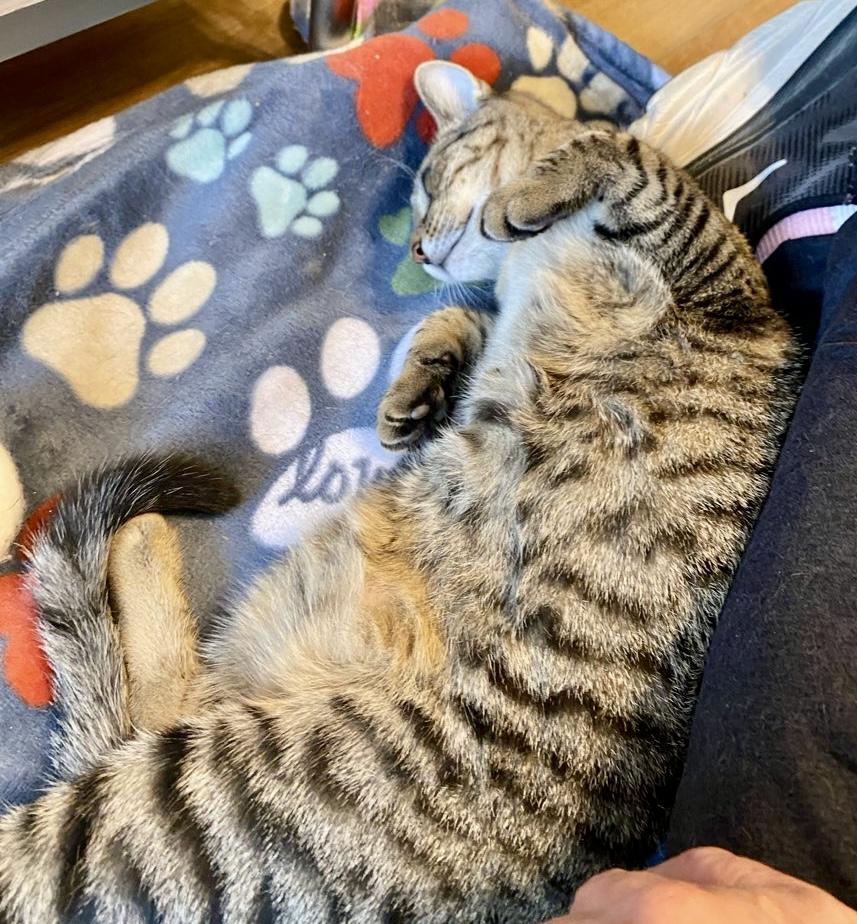 Rosalind thumbnail 4