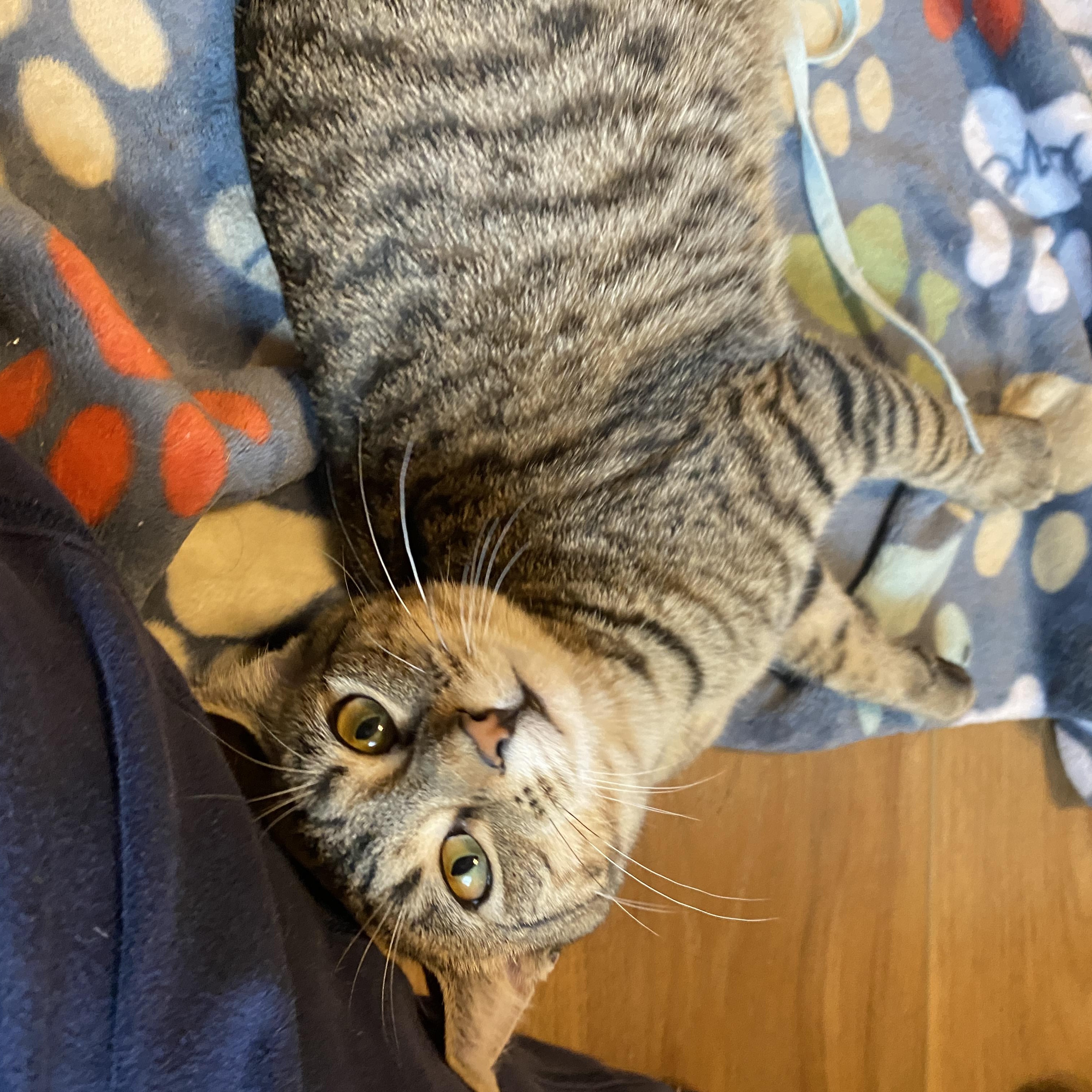 Rosalind, a Adoptable Tabby in Pickerington, OH image 3/6