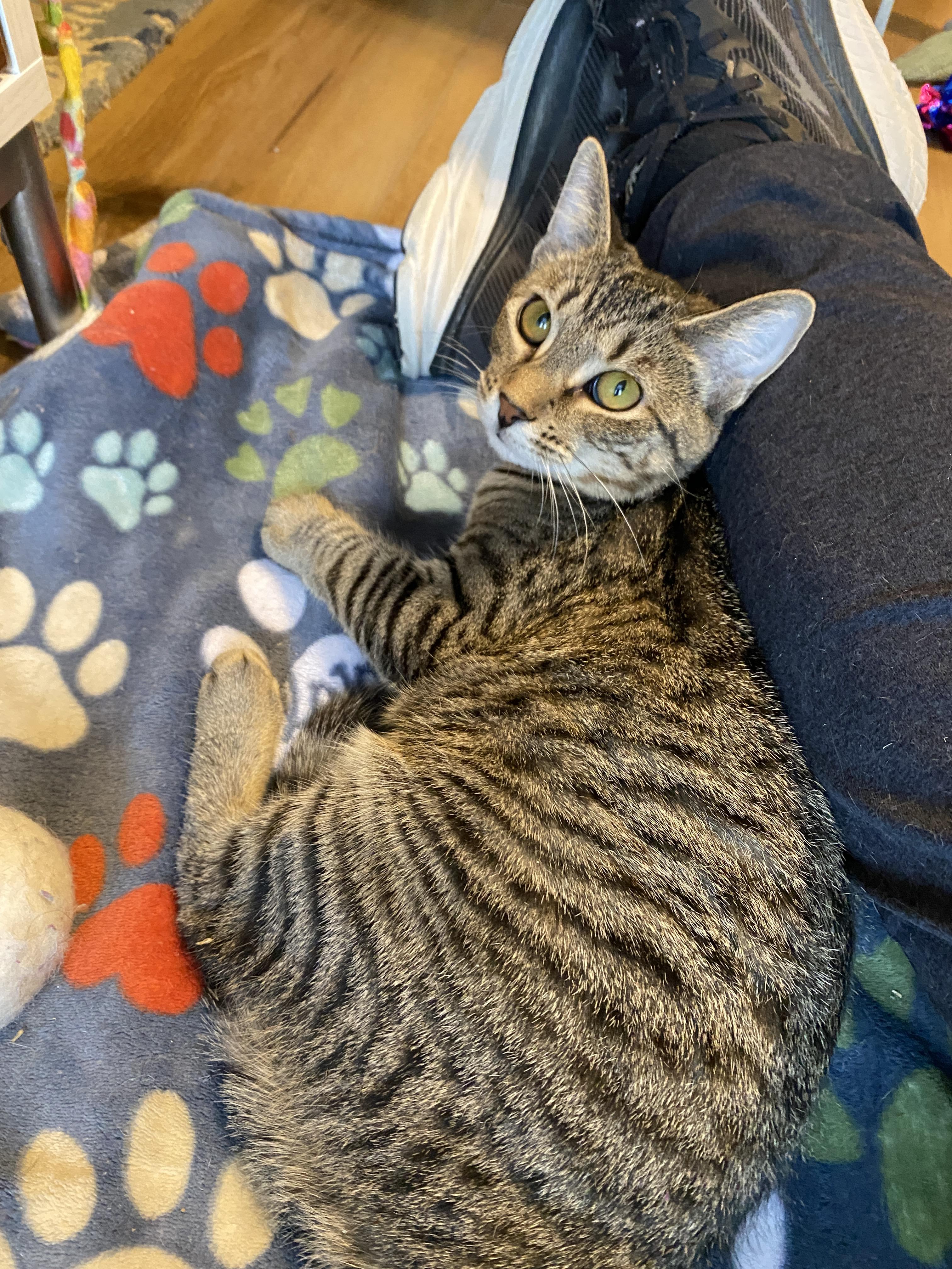 Rosalind, a Adoptable Tabby in Pickerington, OH image 5/6