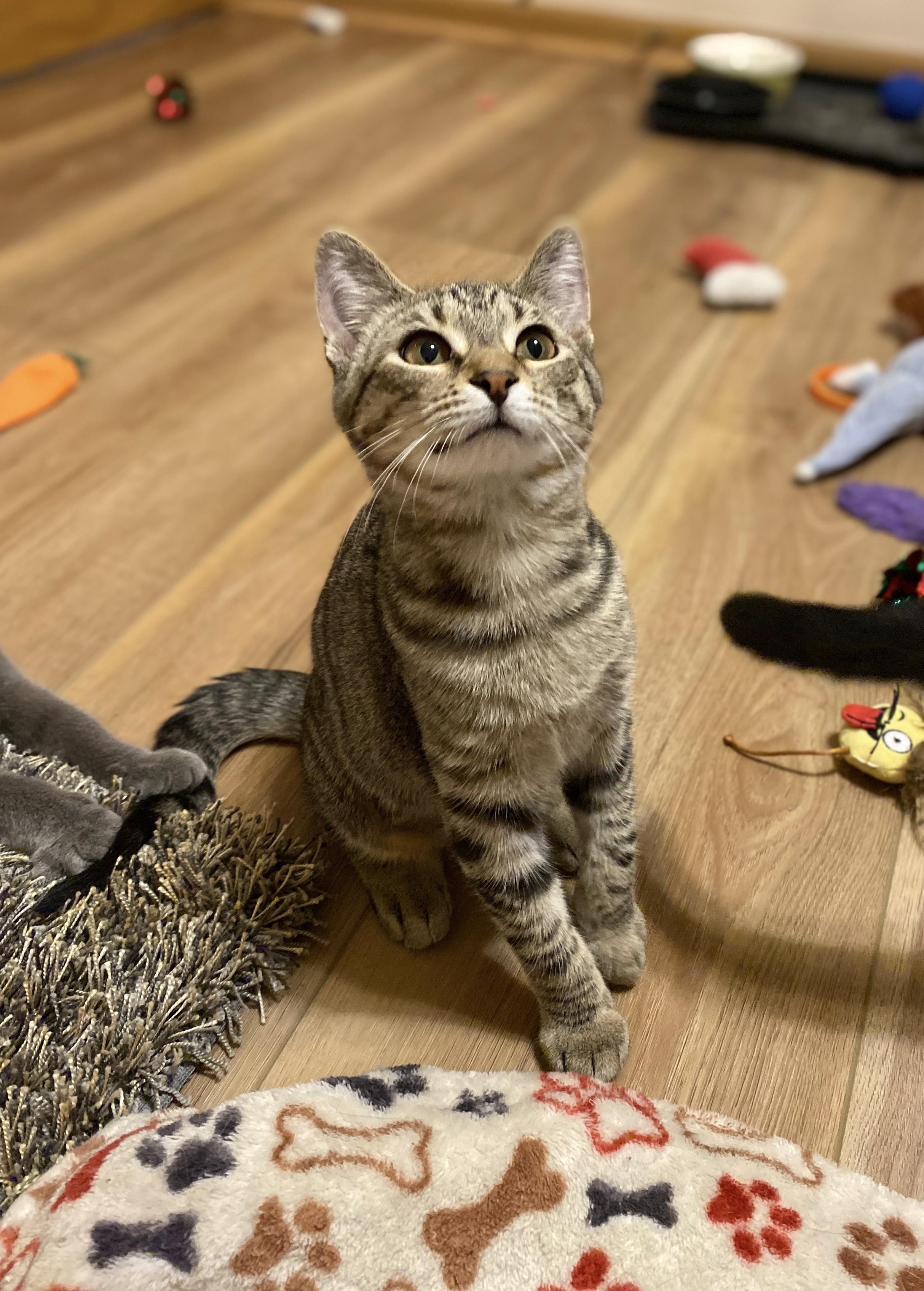 Rosalind, Adoptable, Kitten Female Tabby.
