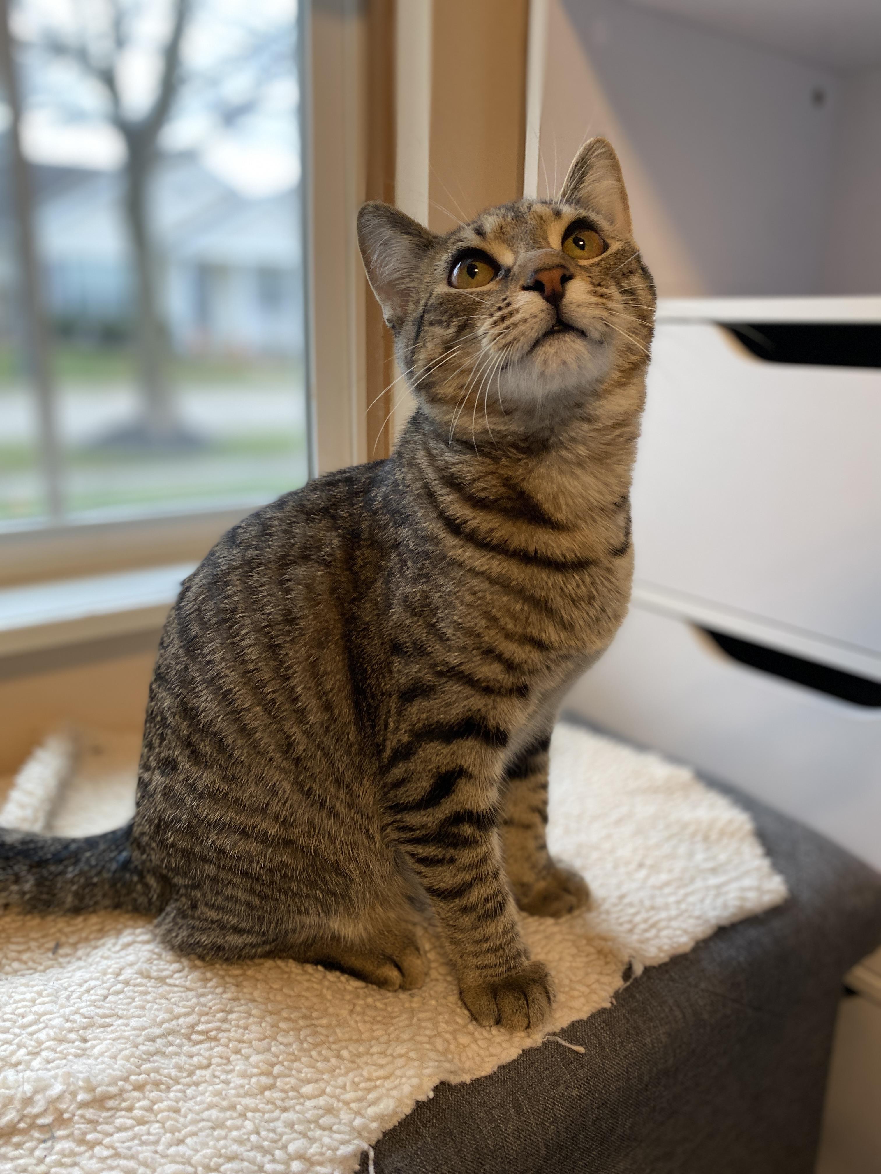 Rosalind, a Adoptable Tabby in Pickerington, OH image 2/6