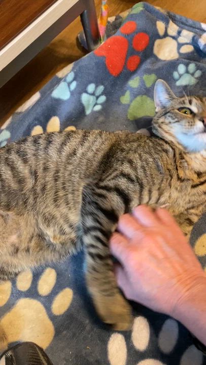Enlarge Rosalind, a Adoptable Tabby in Pickerington, OH video 6/6