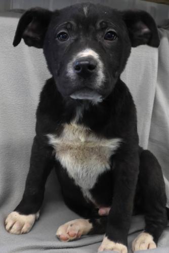 Nibi, Adoptable, Puppy Male Shepherd & Labrador Retriever.