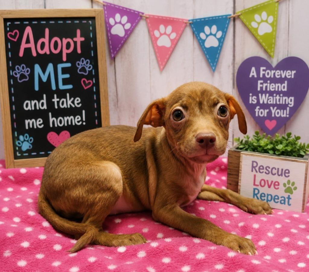 Lainey, a Adoptable mixed breed in Washington Court House, OH image 1/2