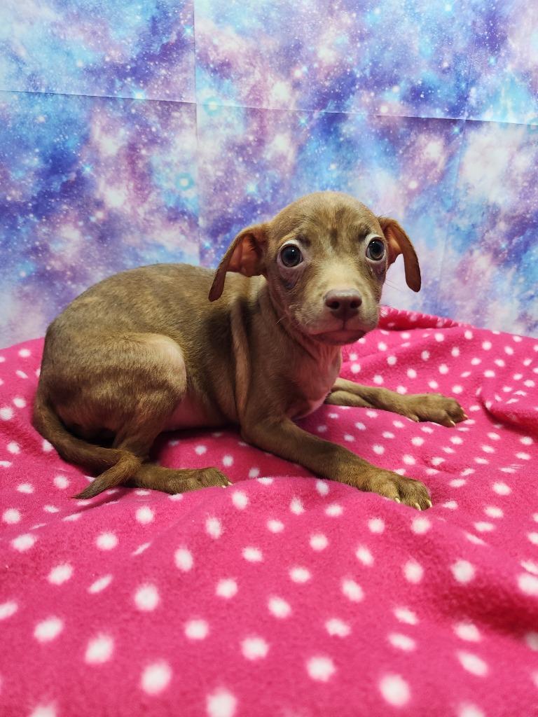 Lainey, a Adoptable mixed breed in Washington Court House, OH image 2/2