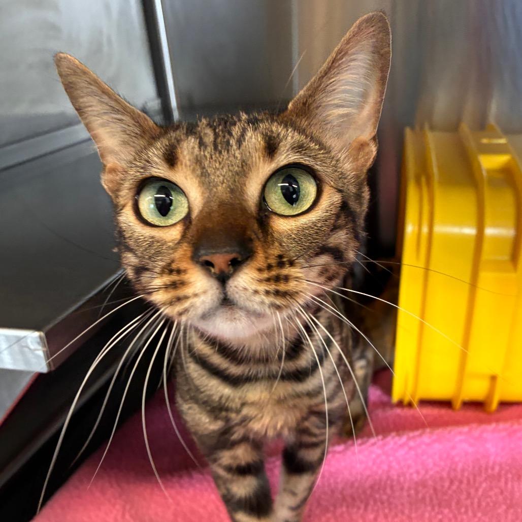 Freya, Adoptable, Adult Female Bengal.