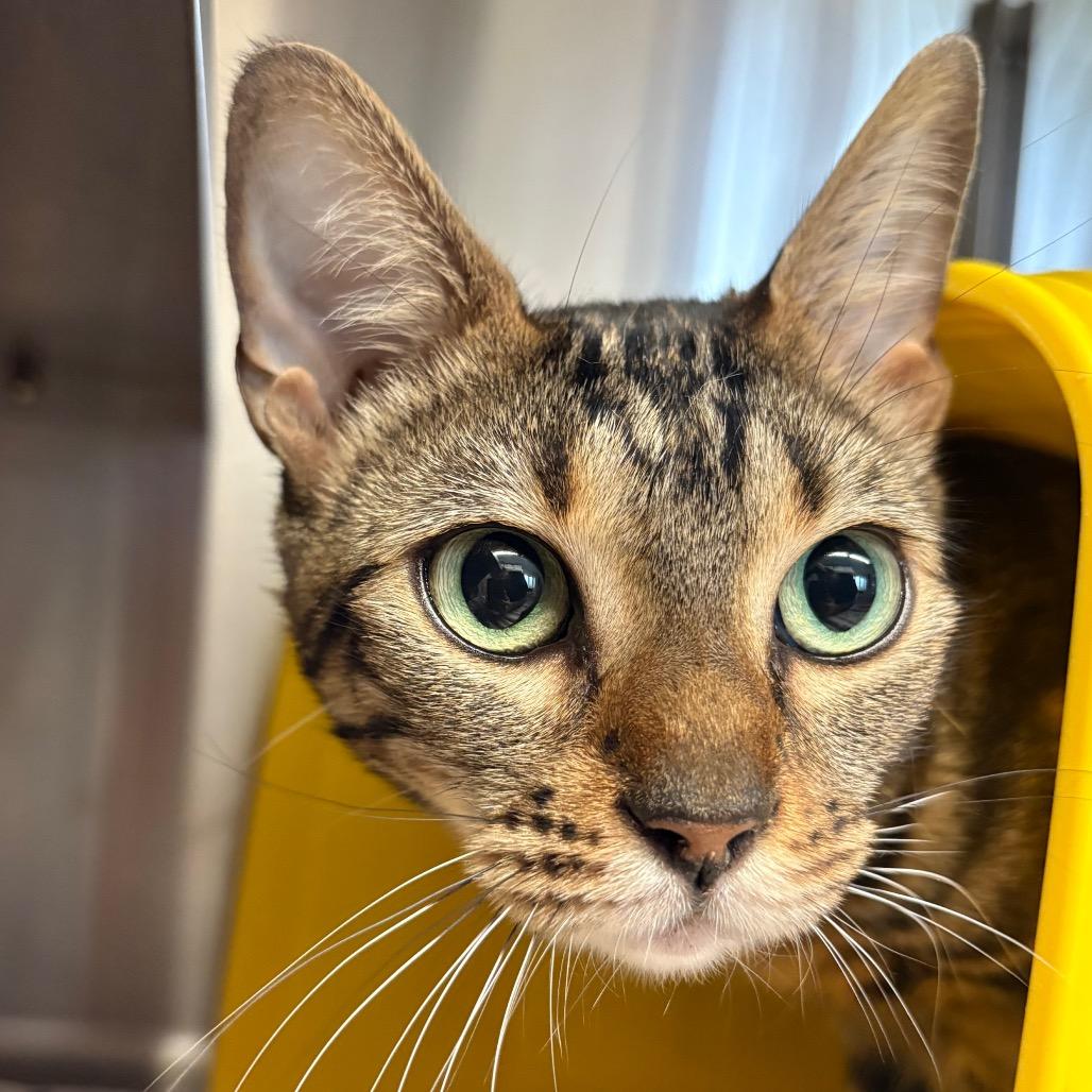 Enlarge Freya, a Adoptable Bengal in Manhattan, KS image 2/2