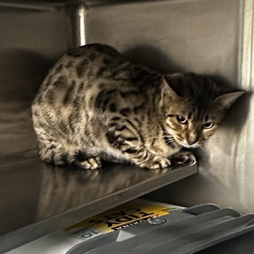 Enlarge Freya, a Adoptable Bengal in Manhattan, KS image 1/1