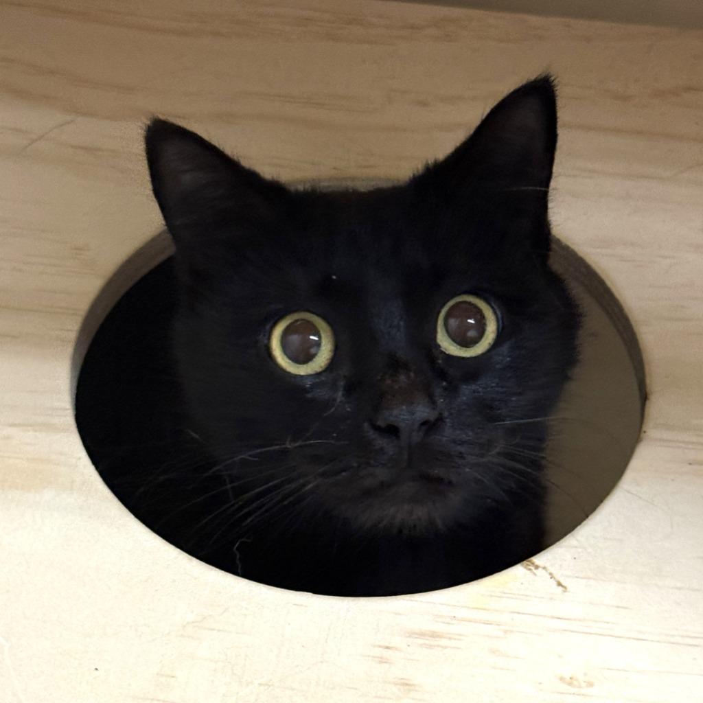 Echo, a Adoptable mixed breed in Brenham, TX image 4/6