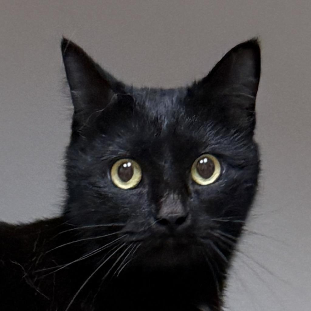 Echo, Adoptable, Young Female Domestic Long Hair.