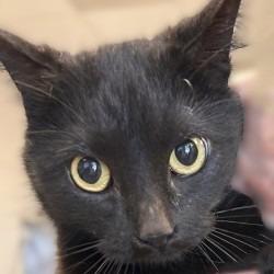 Enlarge Echo, a Adoptable mixed breed in Brenham, TX image 1/1