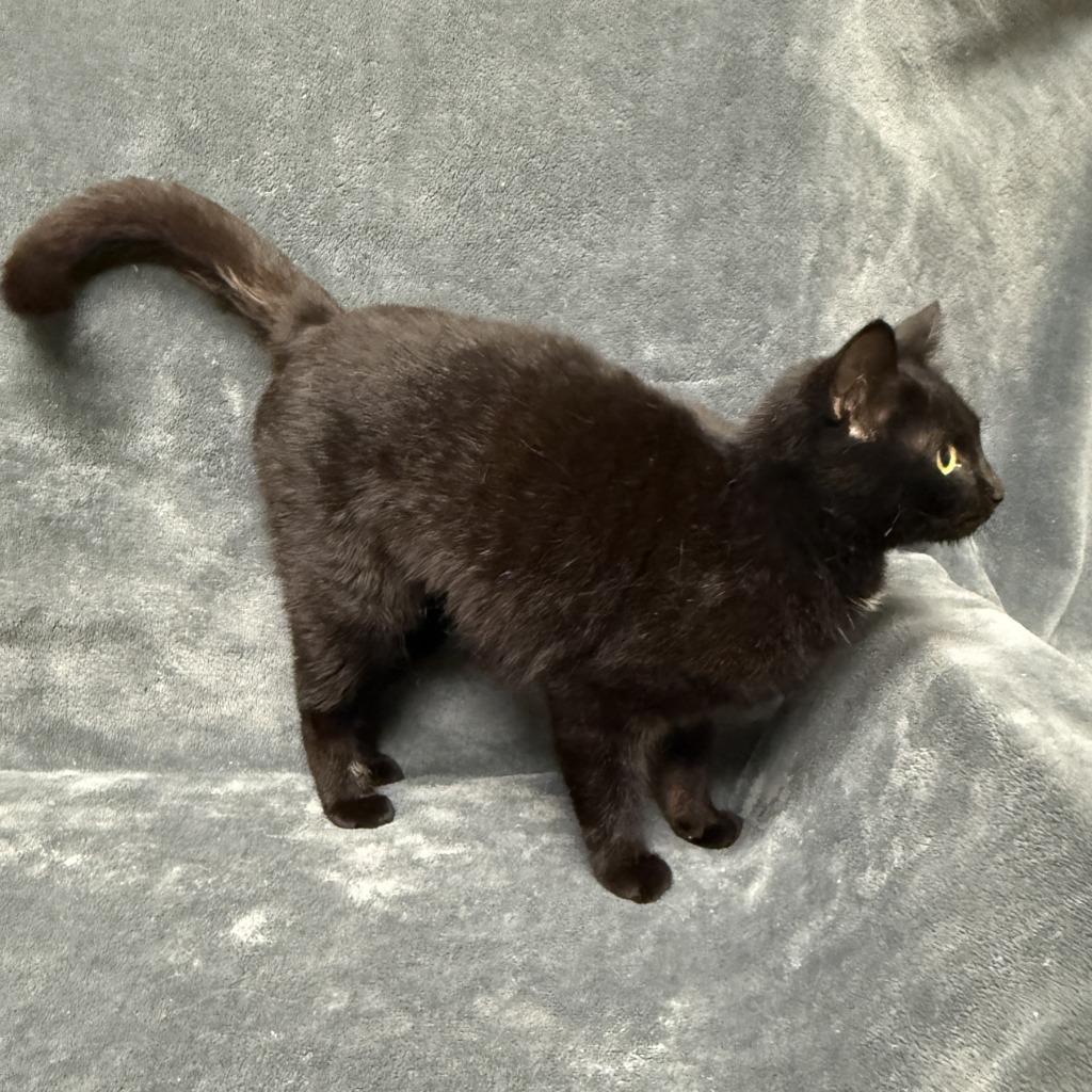 Echo, a Adoptable mixed breed in Brenham, TX image 2/6