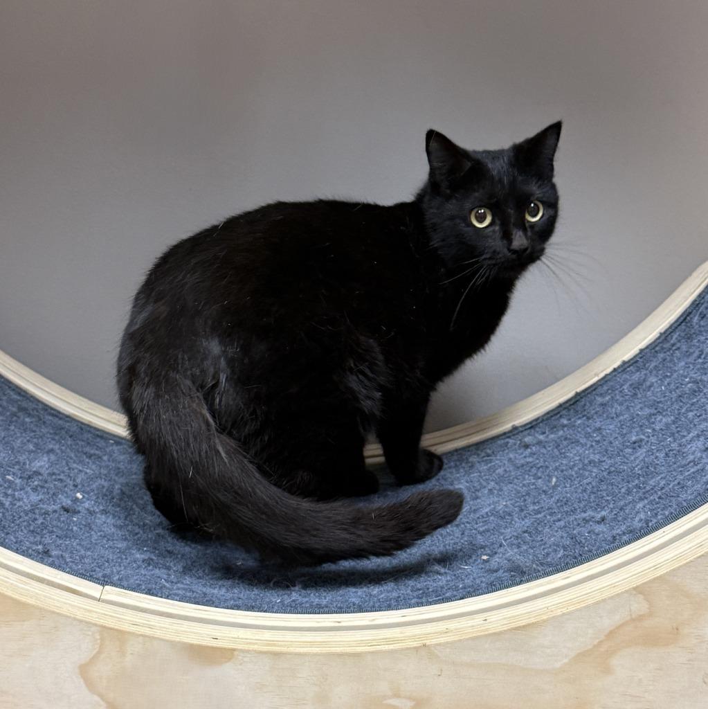 Echo, a Adoptable mixed breed in Brenham, TX image 3/6