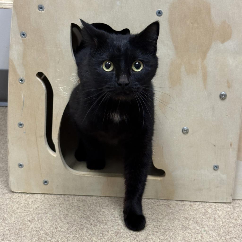 Echo, a Adoptable mixed breed in Brenham, TX image 5/6