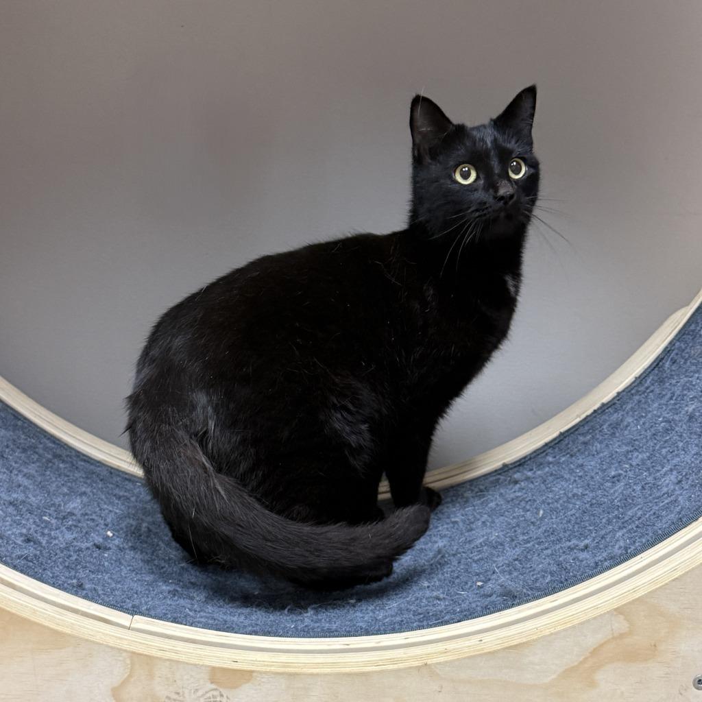 Echo, a Adoptable mixed breed in Brenham, TX image 6/6