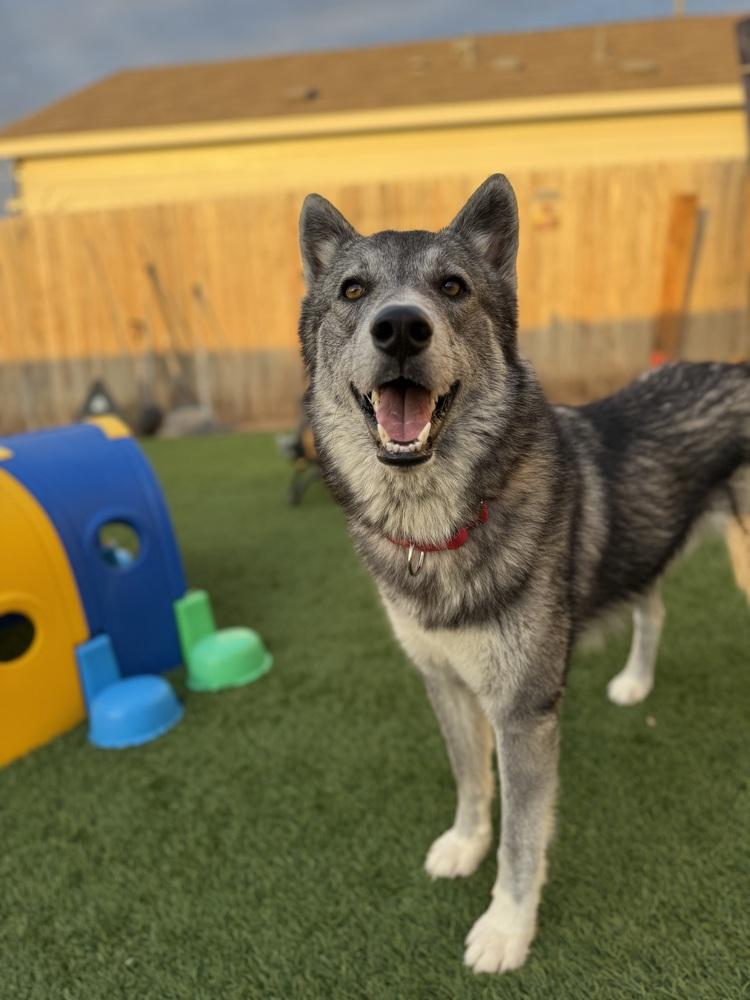 Kraven, Adoptable, Young Male Siberian Husky & Shepherd.