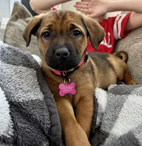 Enlarge Daisy, an adopted mixed breed in Boise, ID image 1/2