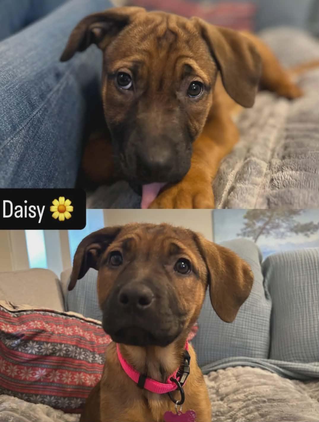 Enlarge Daisy, an adopted mixed breed in Boise, ID image 2/2