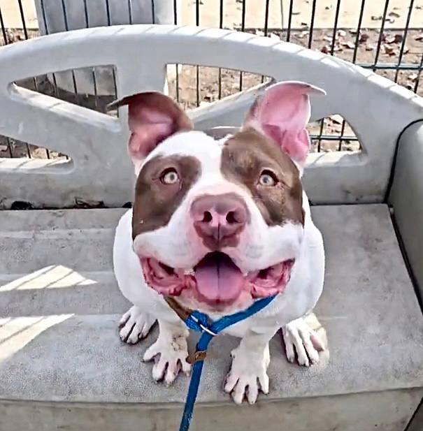 Tito, Adoptable, Young Male American Bulldog.