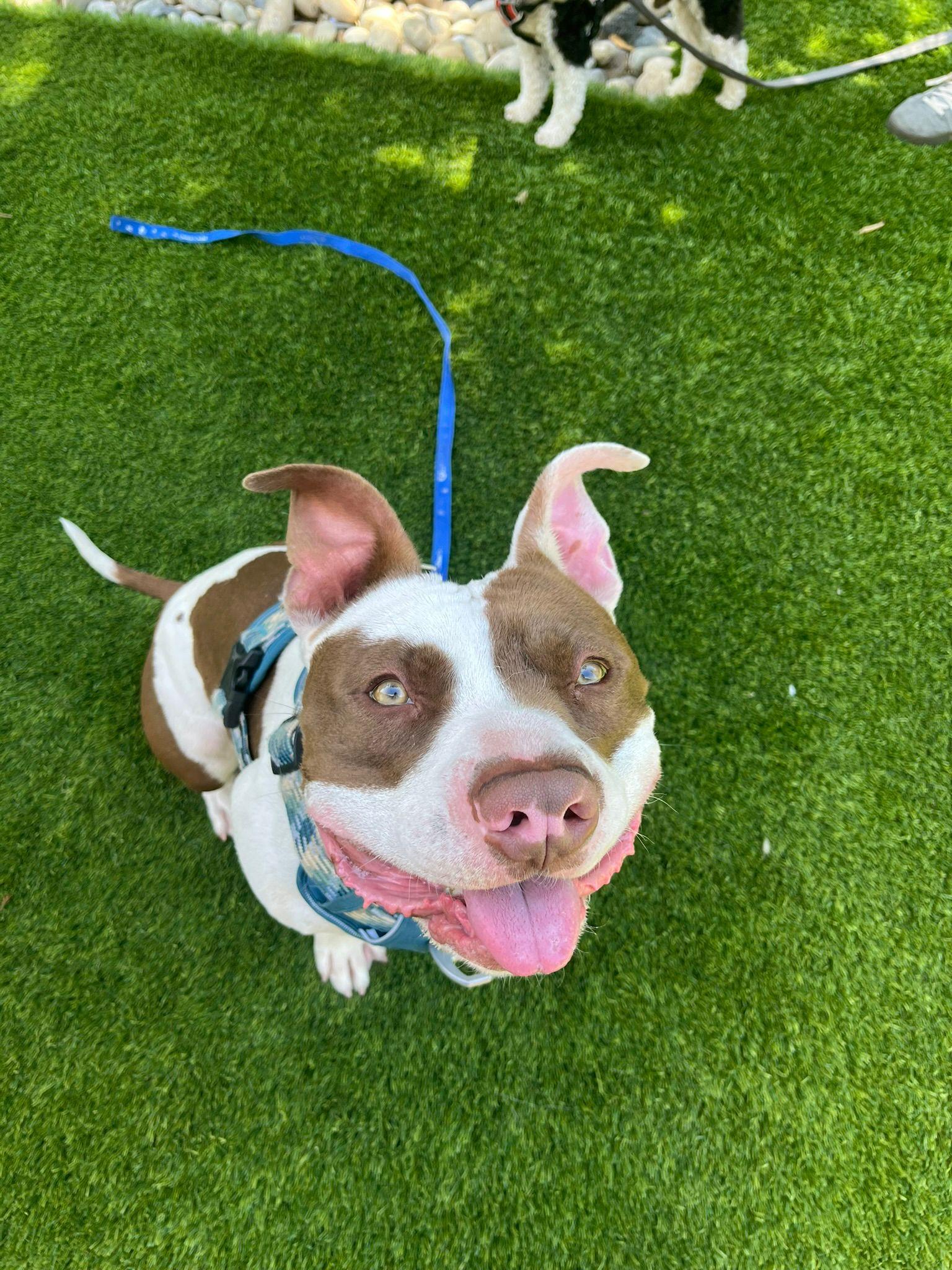 Enlarge Tito, a Adoptable American Bulldog in San Jose, CA image 2/4