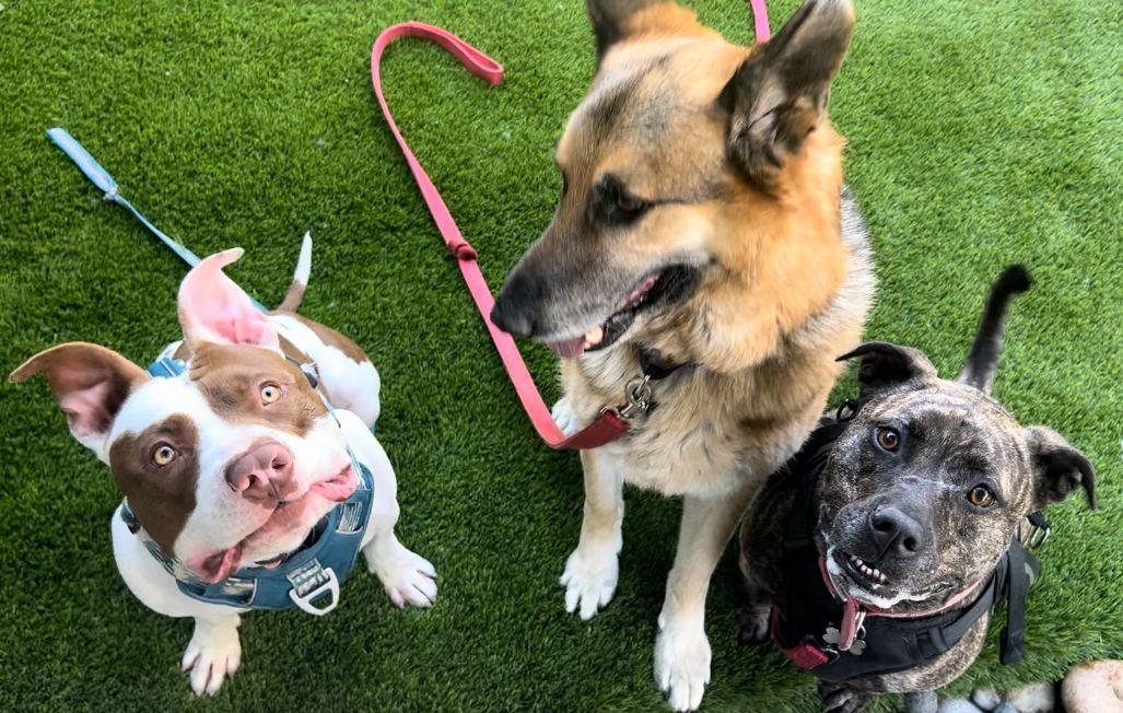 Enlarge Tito, a Adoptable American Bulldog in San Jose, CA image 3/4