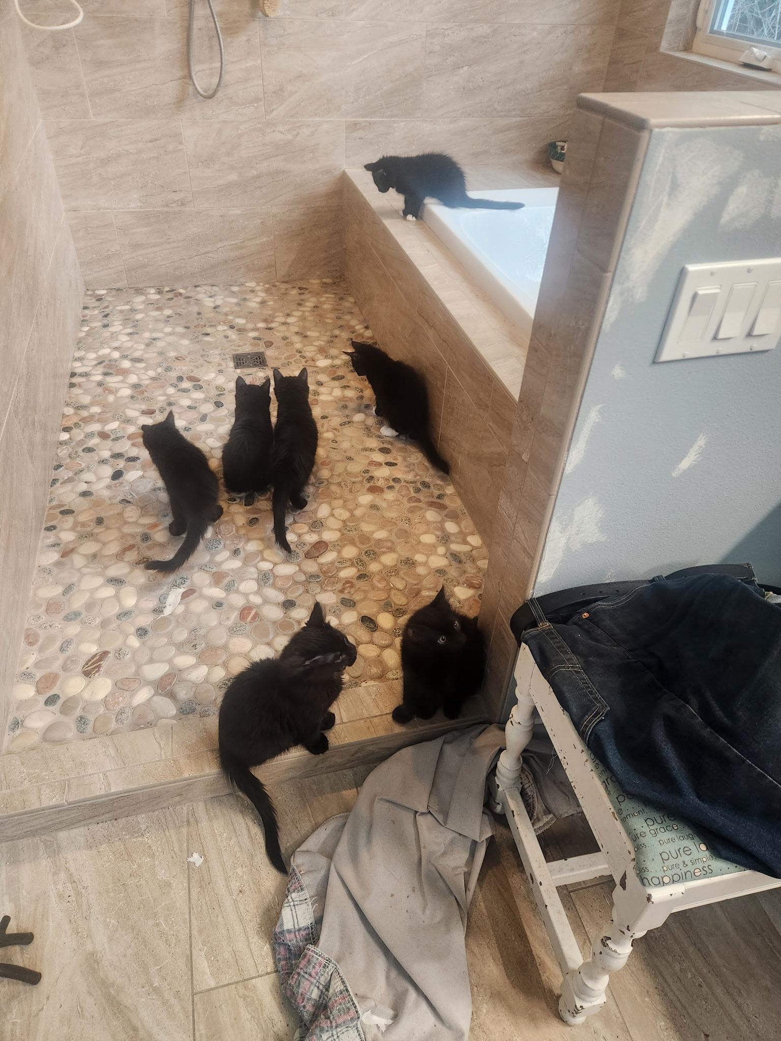 Enlarge Princess-KM, a ADOPTABLE mixed breed in Burlington, WA image 2/5