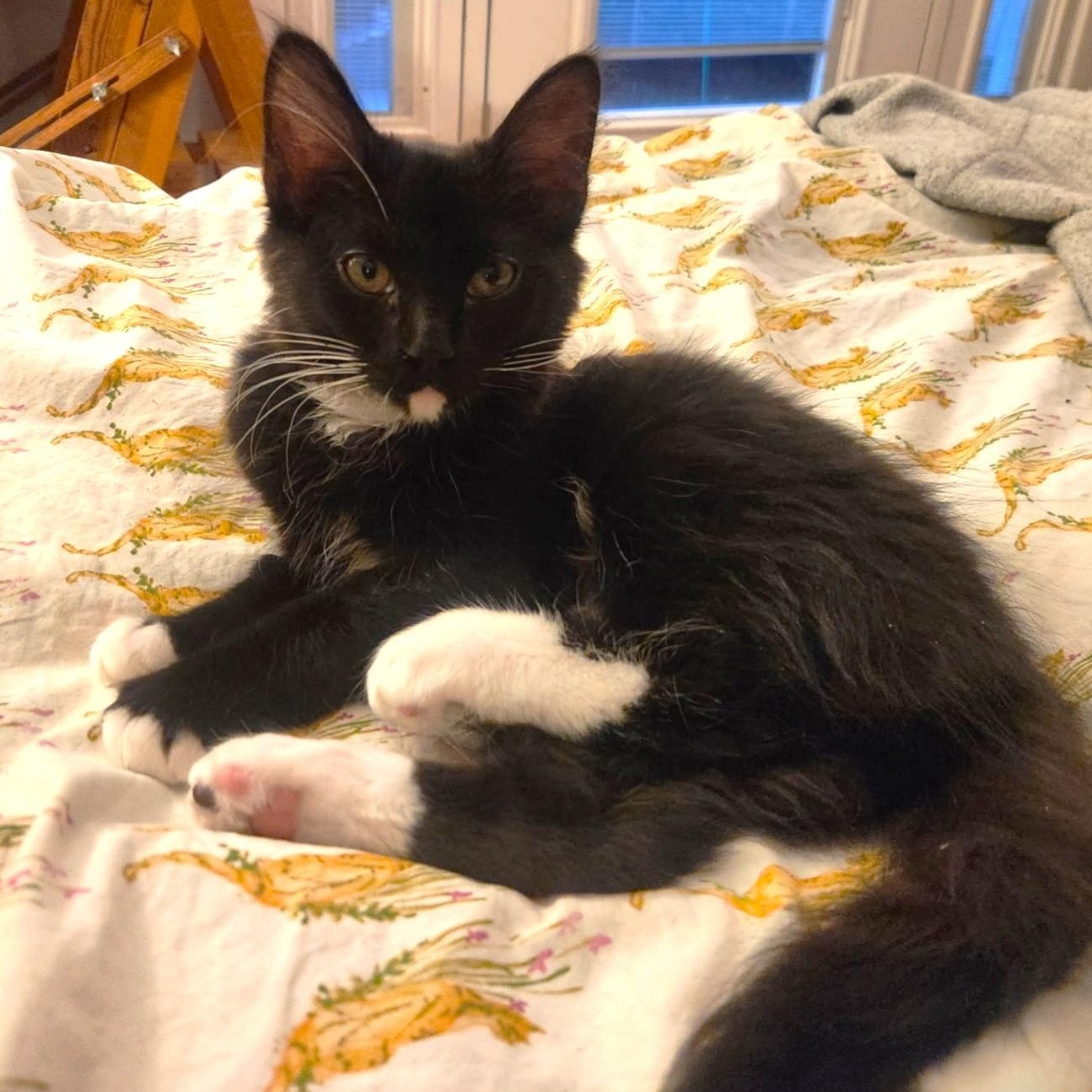 Enlarge Princess-KM, a ADOPTABLE mixed breed in Burlington, WA image 1/5