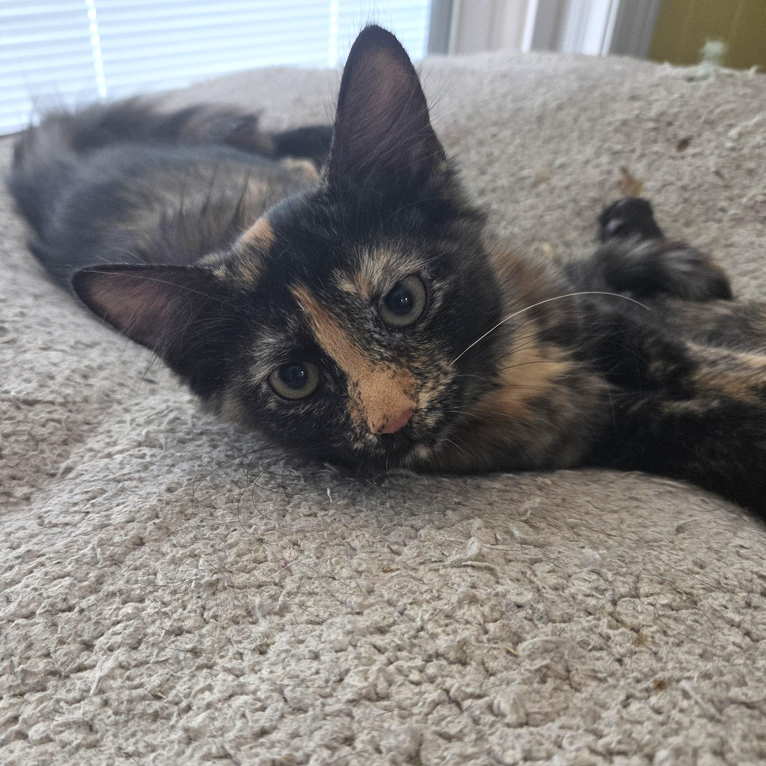 Autumn, a ADOPTABLE mixed breed in Smithfield, NC image 3/3