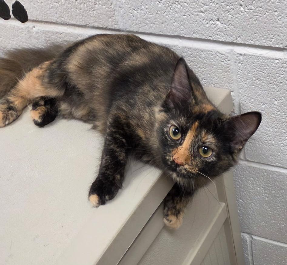 Autumn, ADOPTABLE, Kitten Female Calico & Domestic Short Hair.
