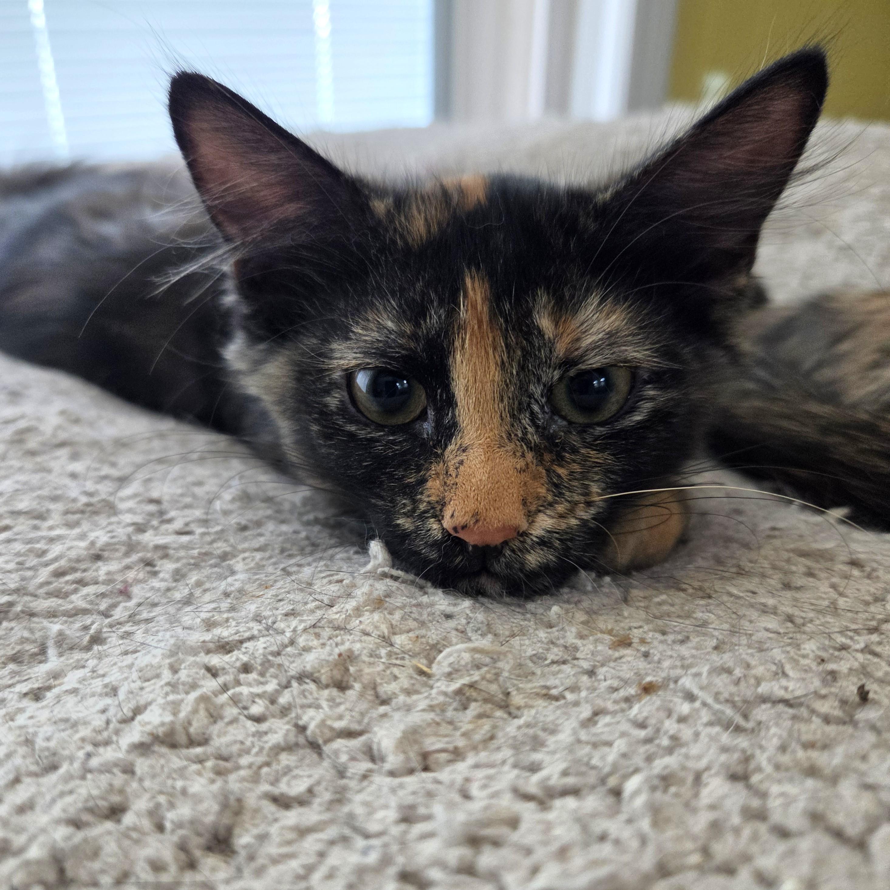 Autumn, a ADOPTABLE mixed breed in Smithfield, NC image 1/3
