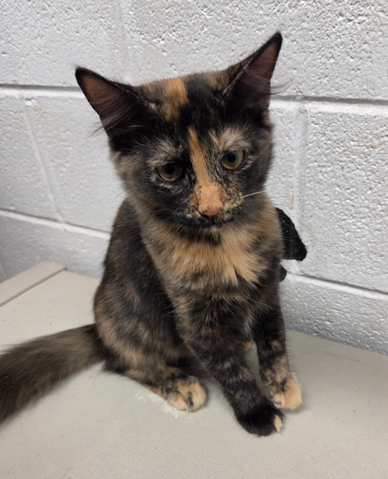 Enlarge Autumn, a ADOPTABLE mixed breed in Smithfield, NC image 2/5