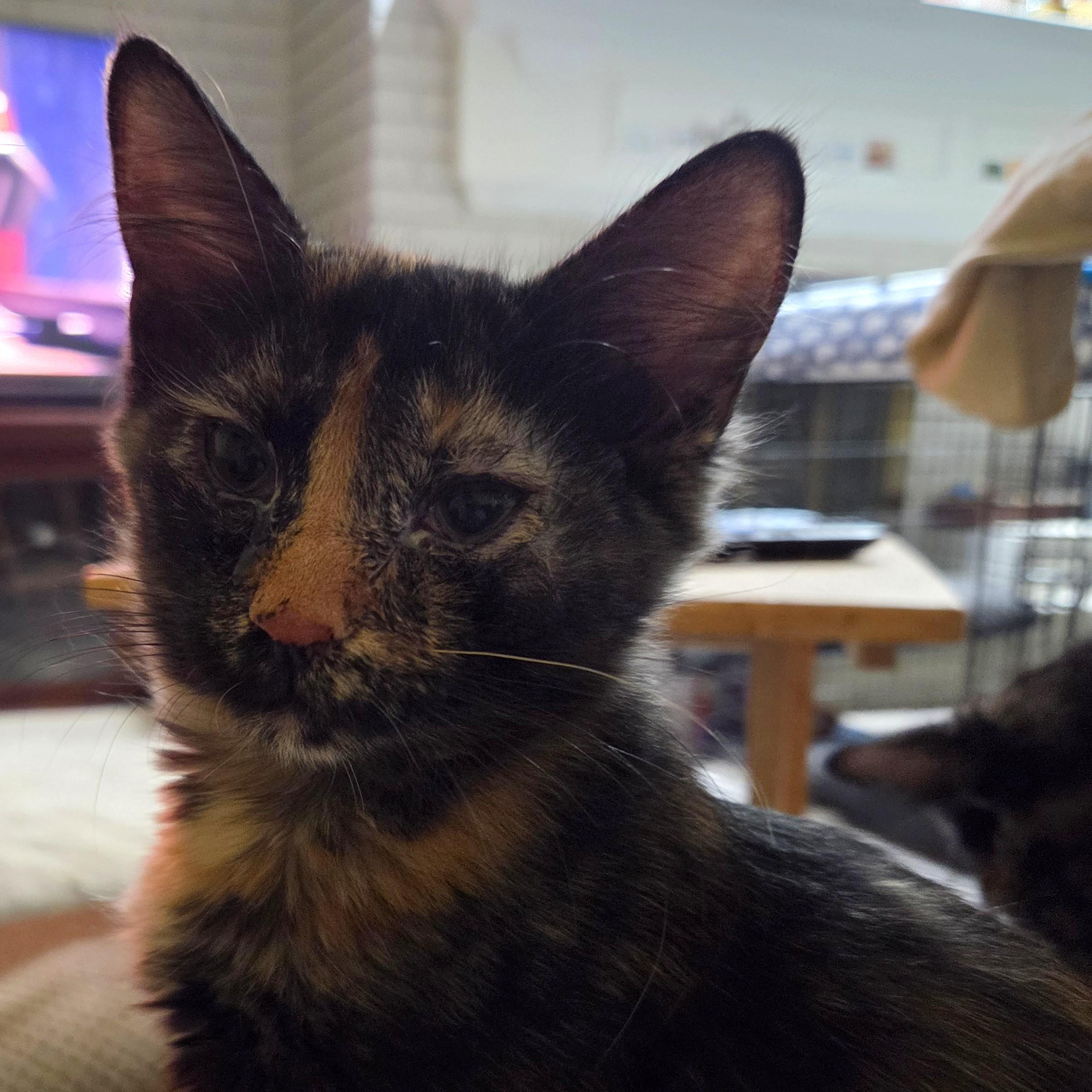 Autumn, a ADOPTABLE mixed breed in Smithfield, NC image 2/3
