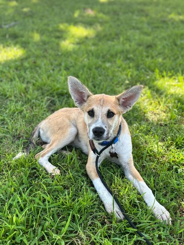 Owen, Adoptable, Puppy Male Labrador Retriever & Hound.