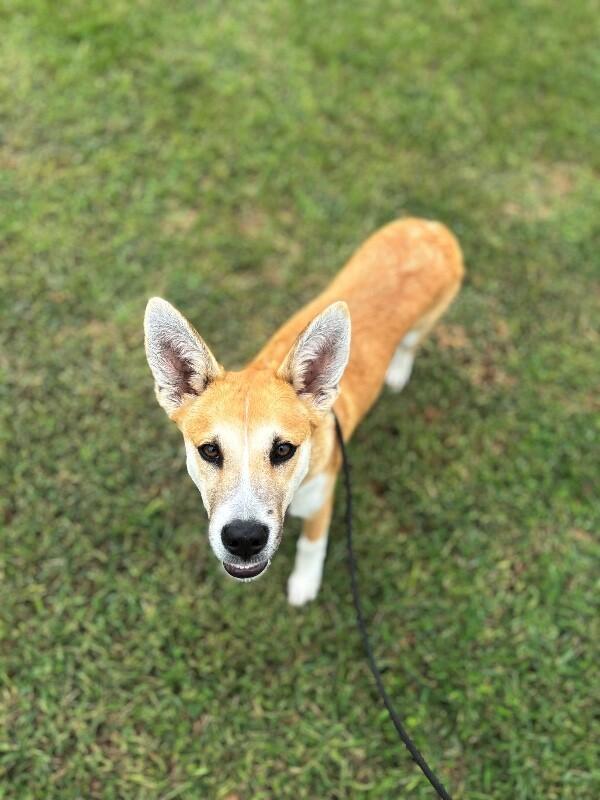 Enlarge Owen, a Adoptable mixed breed in Berkeley Heights, NJ image 2/6
