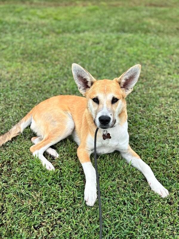 Enlarge Owen, a Adoptable mixed breed in Berkeley Heights, NJ image 3/6