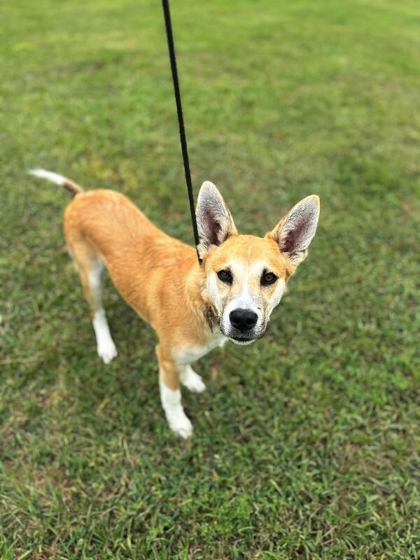 Enlarge Owen, a Adoptable mixed breed in Berkeley Heights, NJ image 4/6