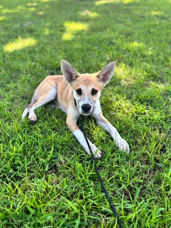 Enlarge Owen, a Adoptable mixed breed in Berkeley Heights, NJ image 6/6
