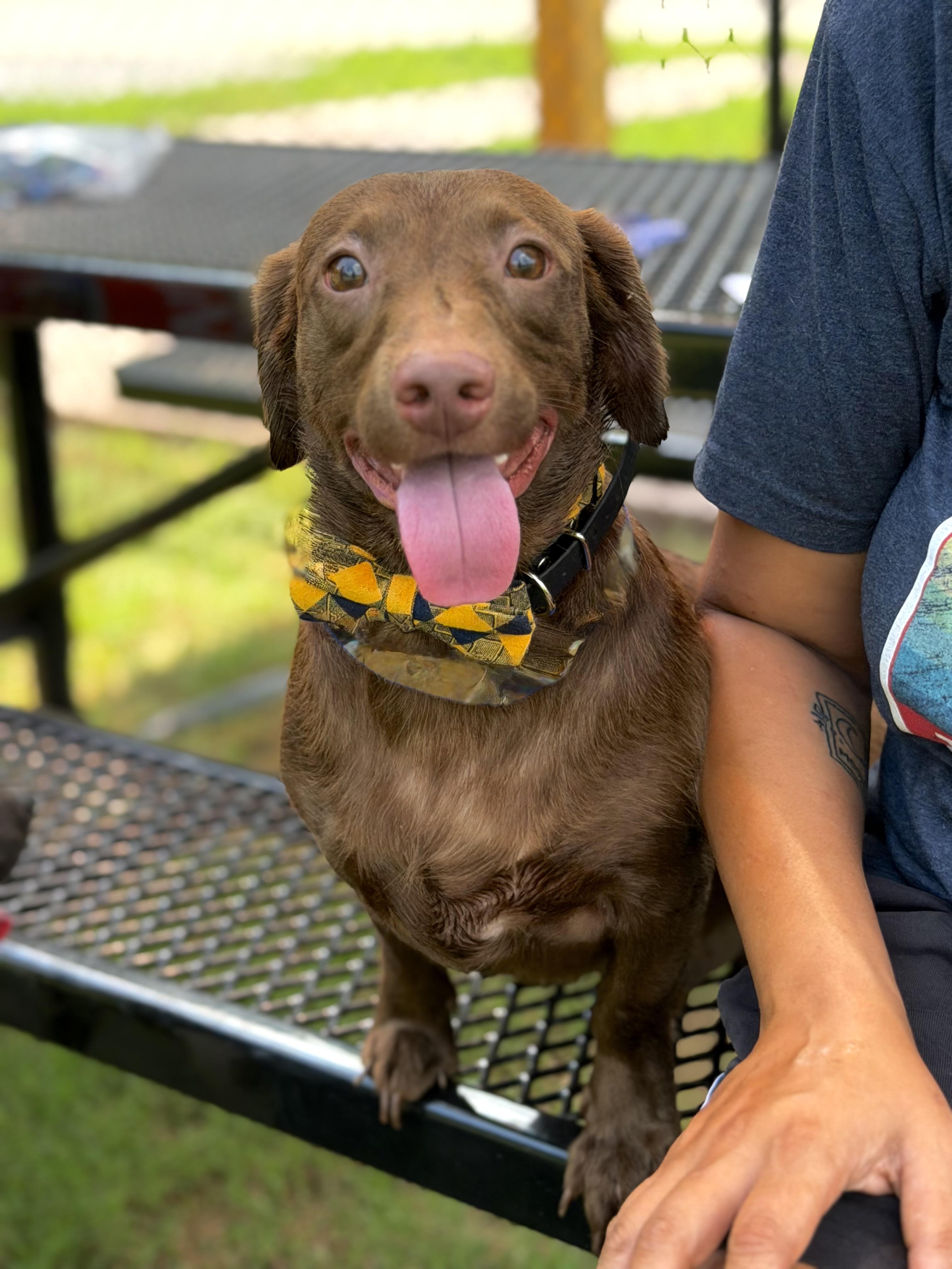 Fudge, an adopted Dachshund in Maryville, TN image 2/2