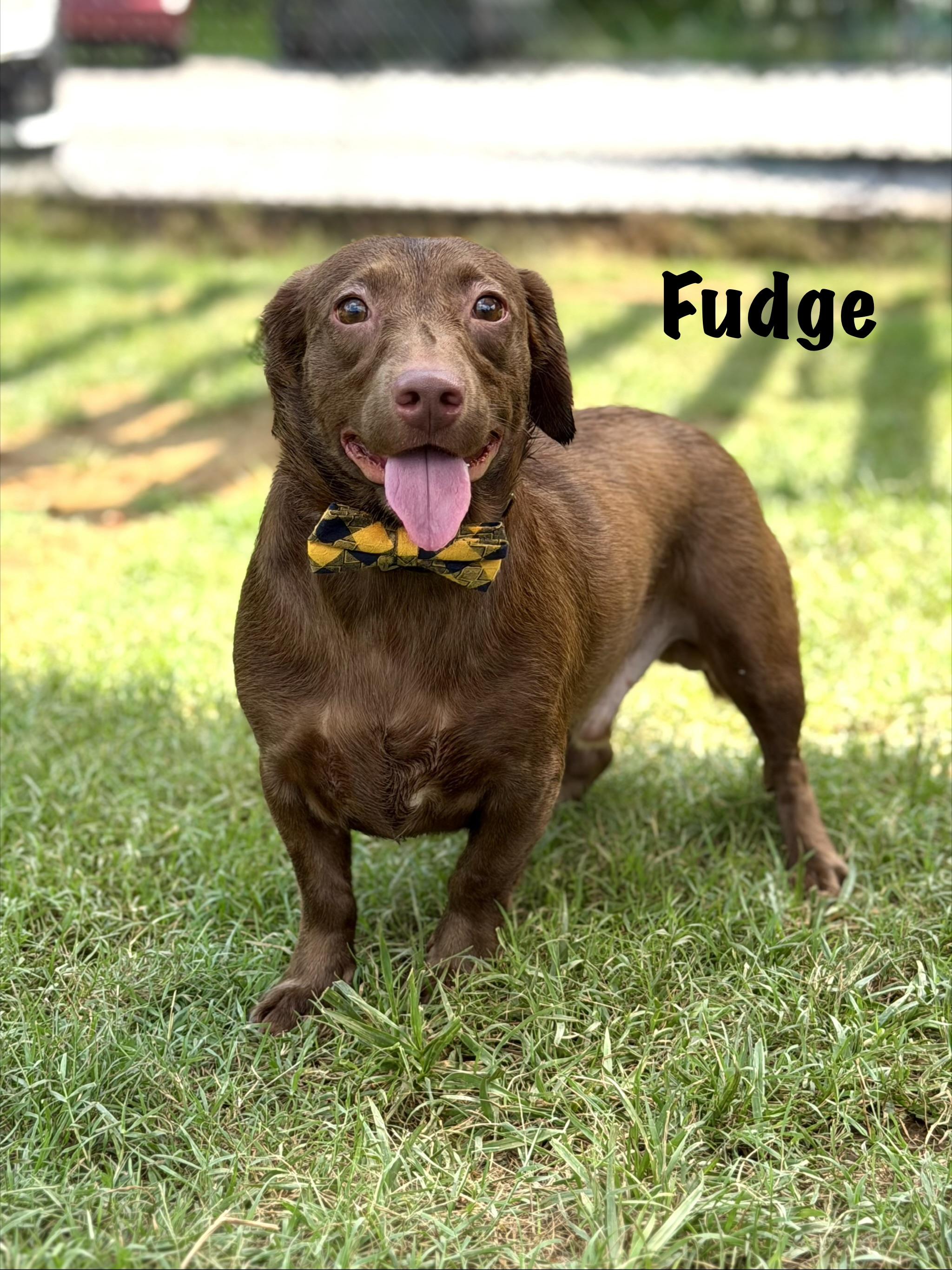 Fudge, adopted, Young Male Dachshund.