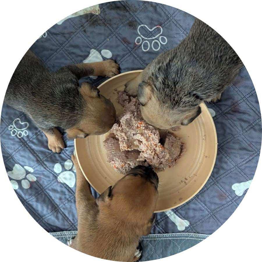 Enlarge Aimee, an adopted mixed breed in Mount Holly, NJ image 5/6