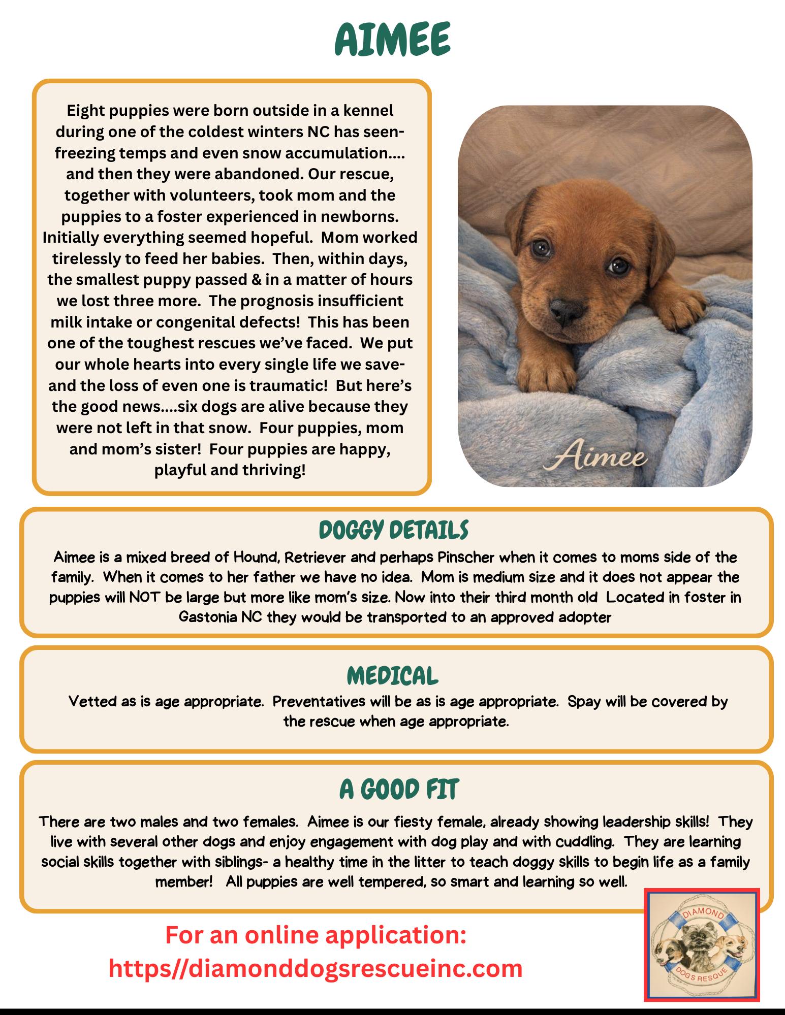 Enlarge Aimee, an adopted mixed breed in Mount Holly, NJ image 6/6