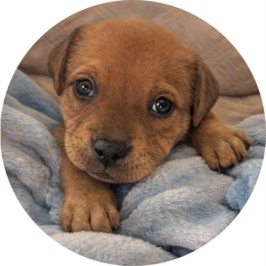 Aimee, ADOPTABLE, Puppy Female Hound.