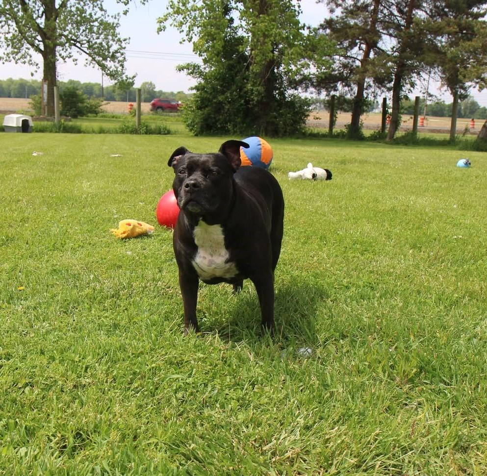 Thelma, Adoptable, Adult Female Mixed Breed.