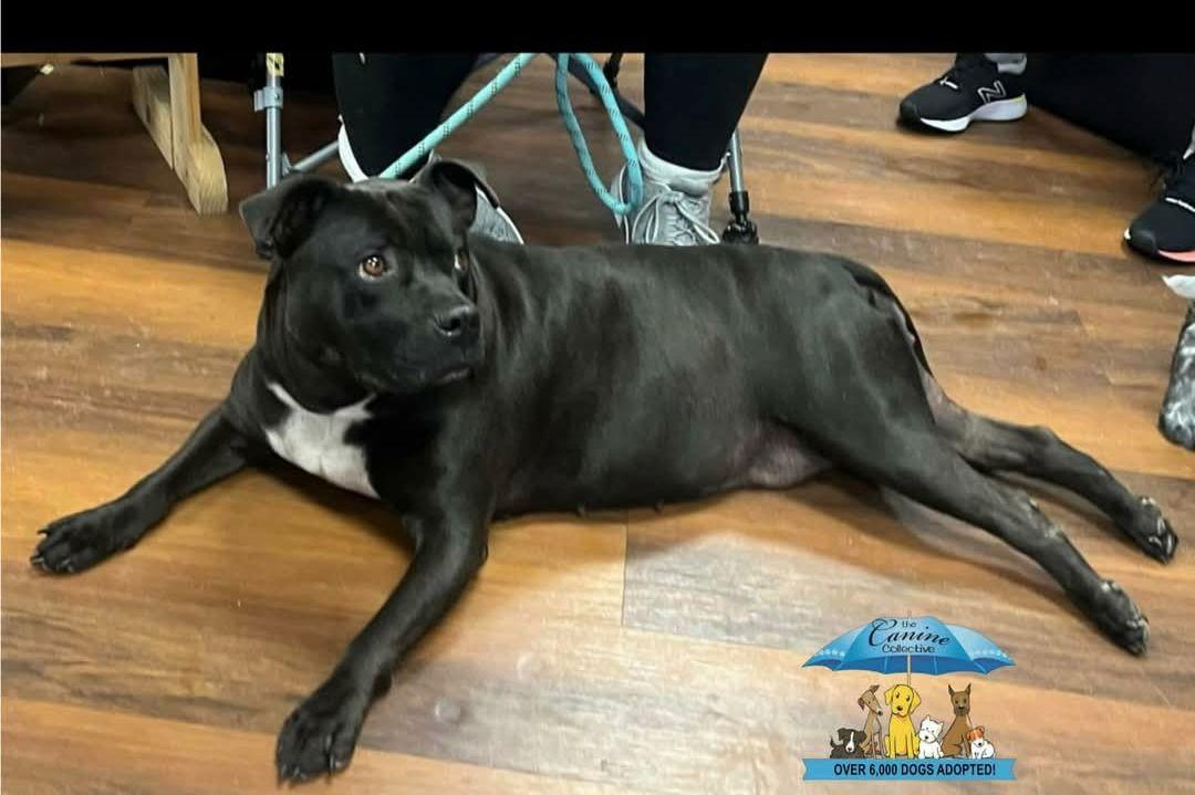 Thelma, a Adoptable Mixed Breed image 1/6