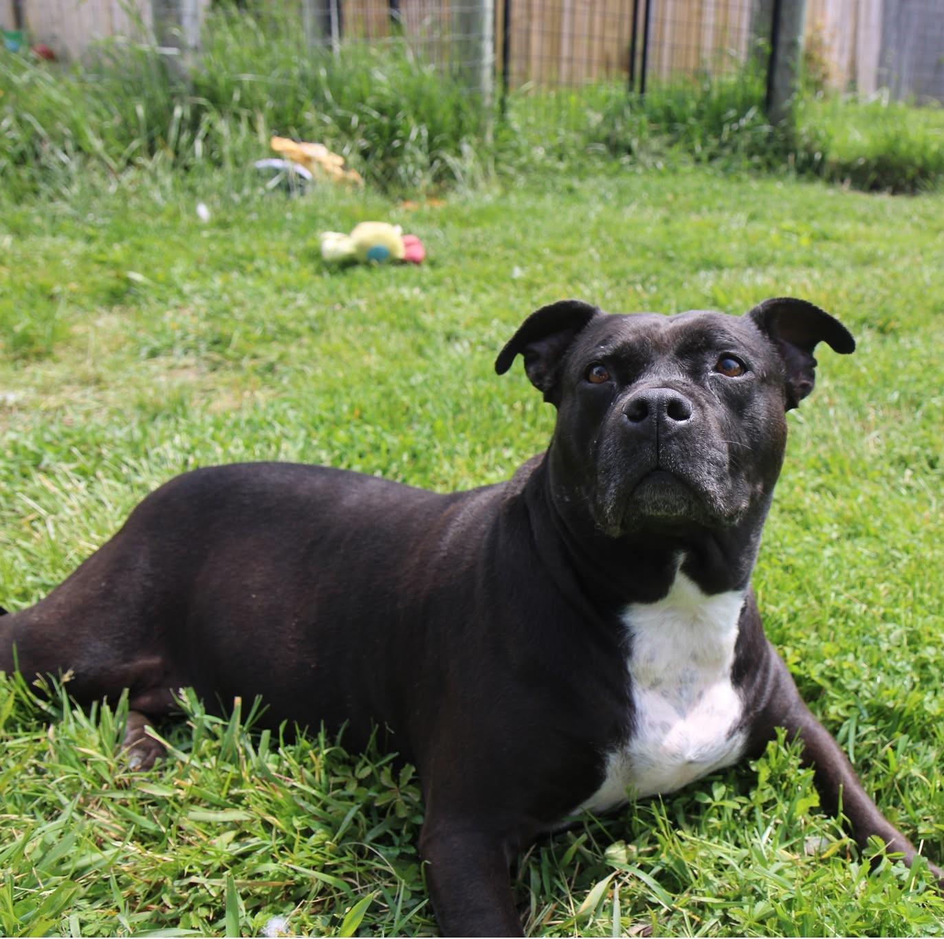 Thelma, a Adoptable Mixed Breed in Plain City, OH image 3/6