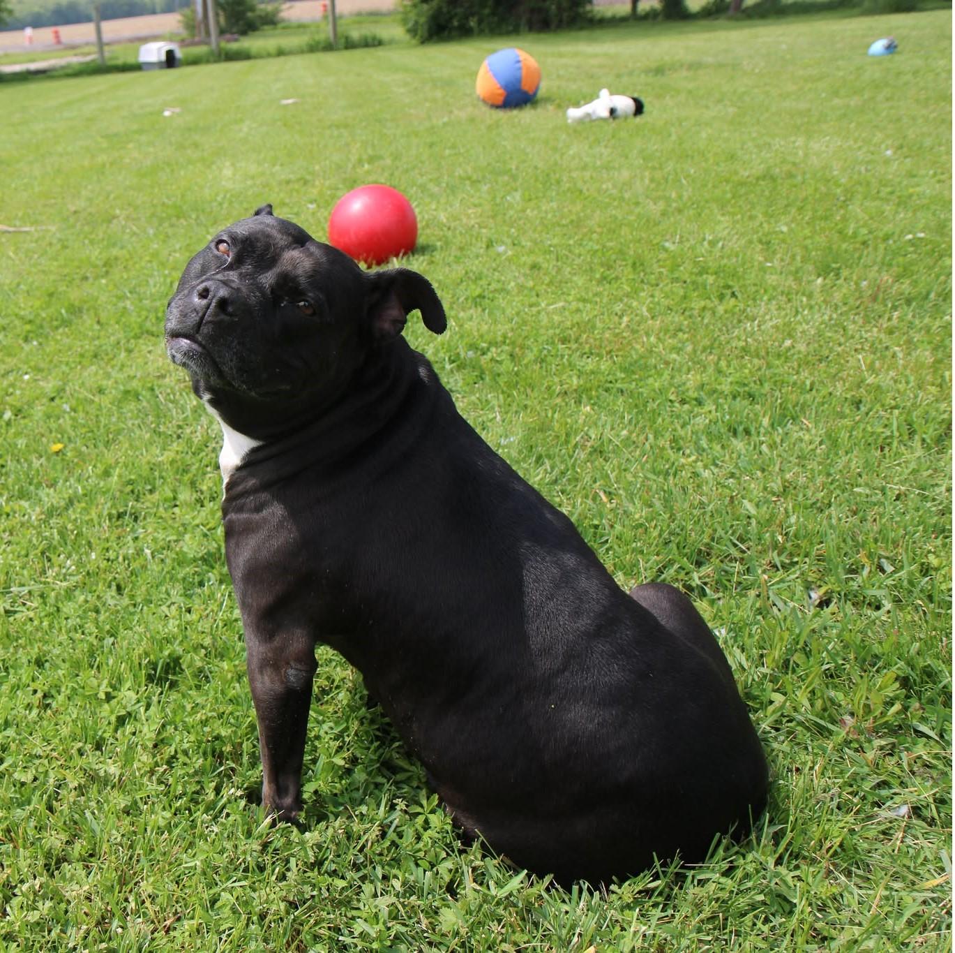 Thelma, a Adoptable Mixed Breed in Plain City, OH image 4/6